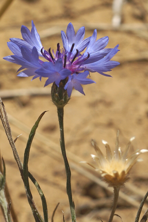 File:Cyanus segetum-Bleuet-Fleur-20200730.jpg - Wikimedia Commons
